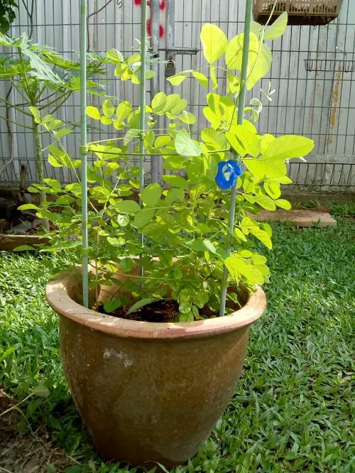 Climbing Plants for Pots 18