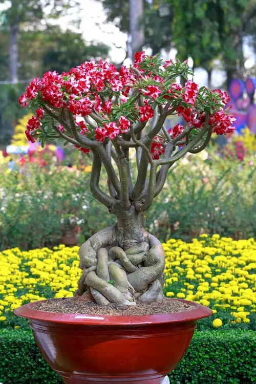Best Flowers for Full Sun in sunlight