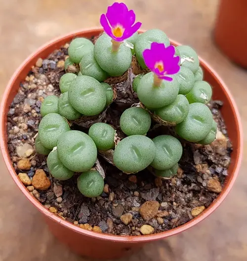 Succulents that Don't Need Water Before a Month 9