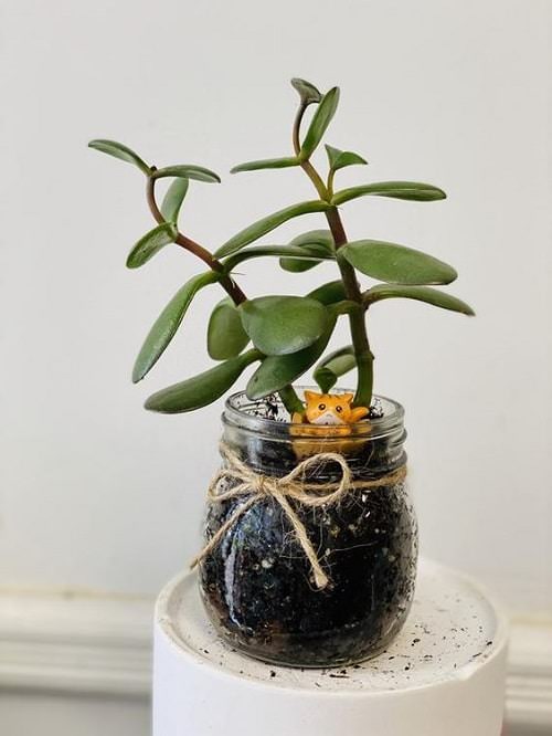 Succulent in a Mini Mason Jar