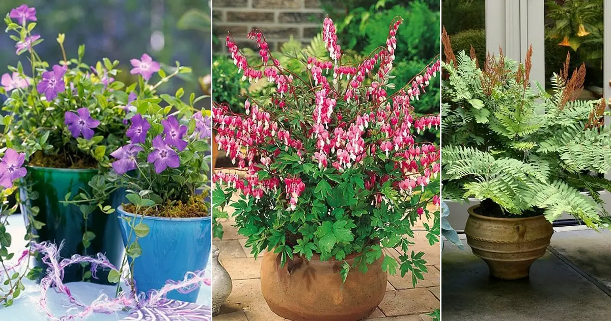 Plants for North Facing Balcony Garden