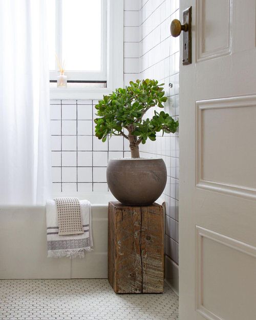 Low Maintenance Indoor Plant-Jade Plant