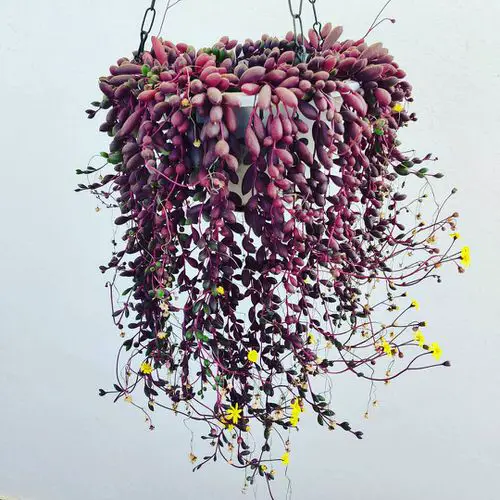 Best Hanging Succulents 9