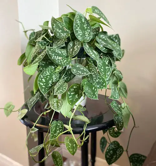 Silver Satin Pothos Pictures 10