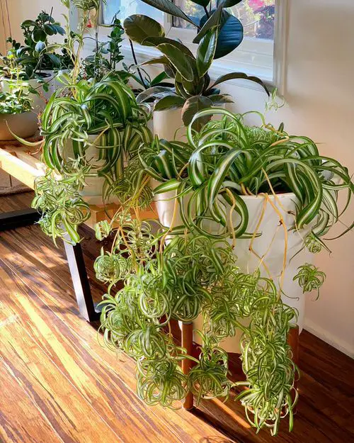 Requirements for Growing Curly Spider Plants Indoors