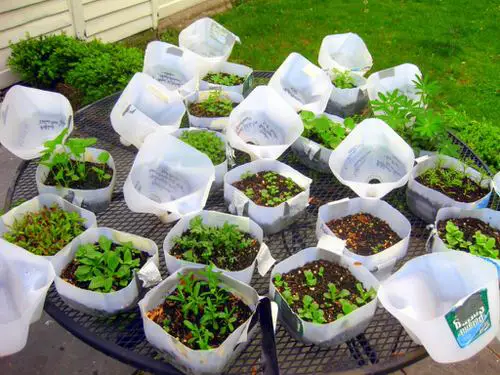 DIY Seed Starting Hacks 7