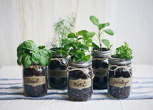 Clever Houseplants in Mason Jar Ideas