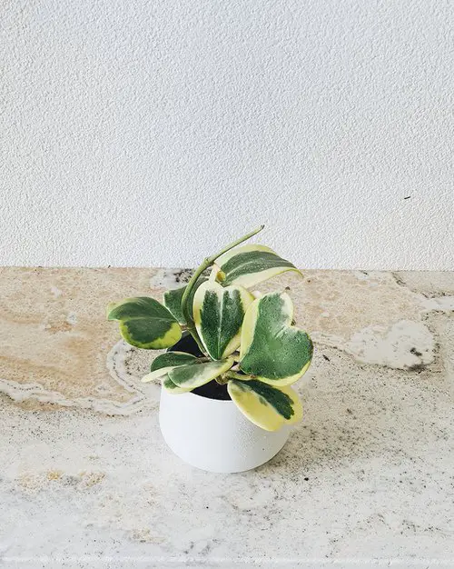 Hoya Kerrii Care Indoors 2