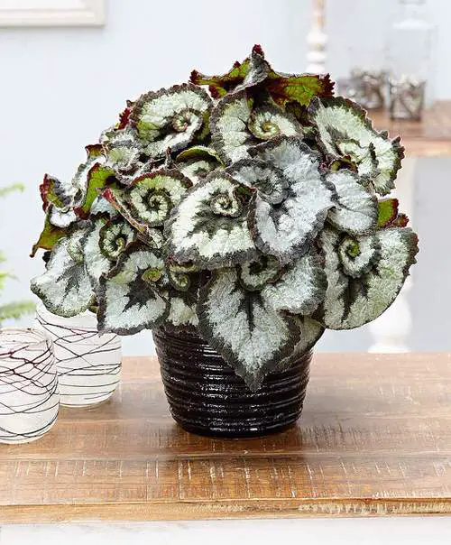 Rex Begonia Care