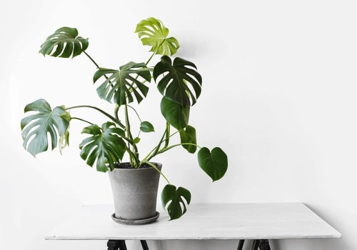Low Maintenance Indoor Plant-Monstera