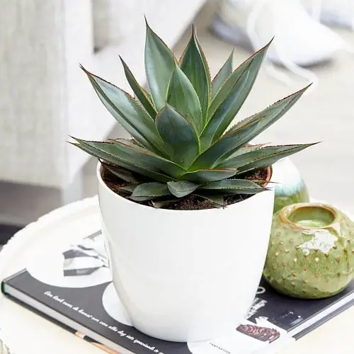 Best Blue Succulents