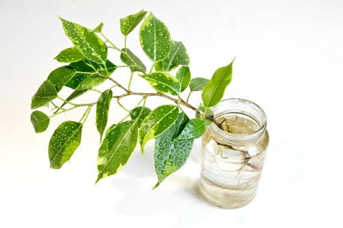 Growing Indoor Plants in Water 2