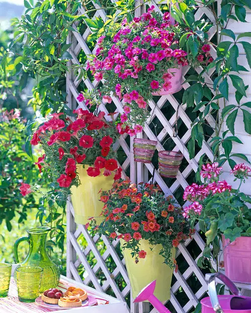 Amazing Things to Do with Petunias