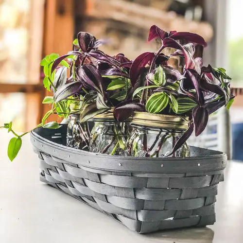 prunning Wandering Jew