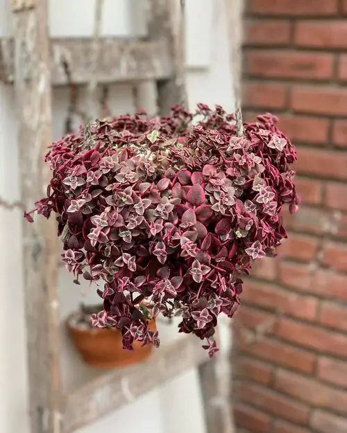 Best Hanging Succulents in garden