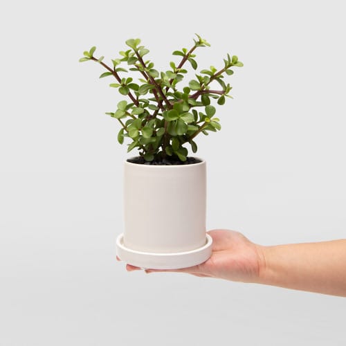Low Maintenance Indoor Plant-Baby Jade Plant 