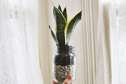 Snake Plant in manson jar 