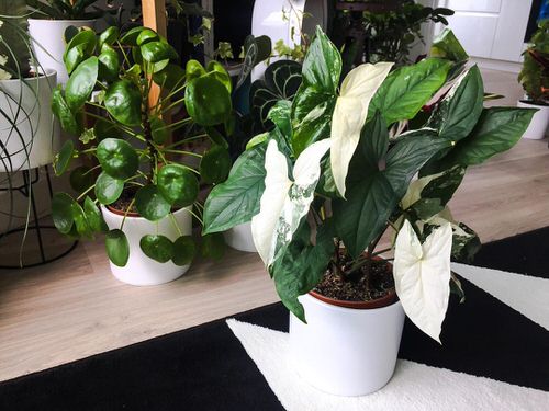 Low Maintenance Indoor Plant-Vareigated Arrowhead Vine
