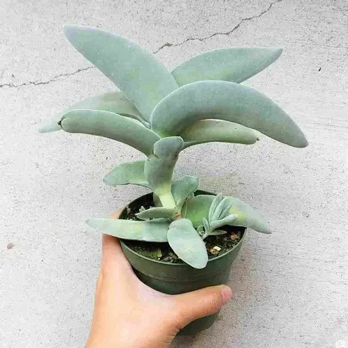Best Blue Succulents 10