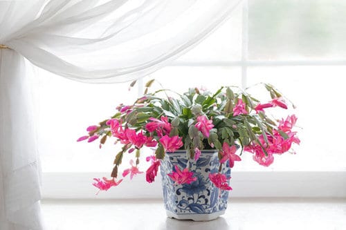 Low Maintenance Indoor Plant- Christmas Cactus