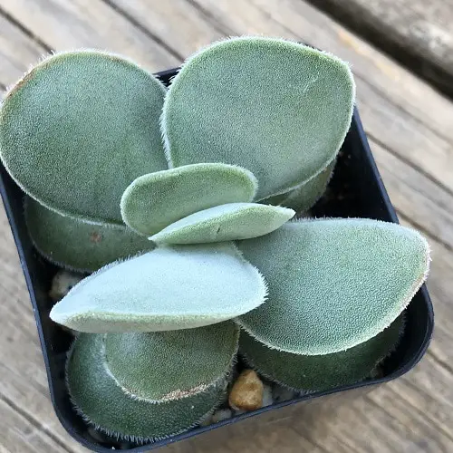 Best Blue Succulents 11