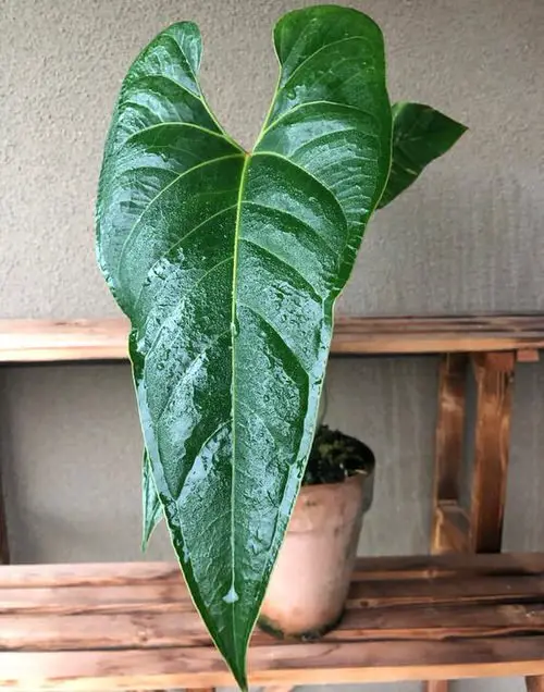 Fanciest Anthuriums 11