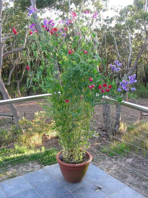 Climbing Plants for Pots 22