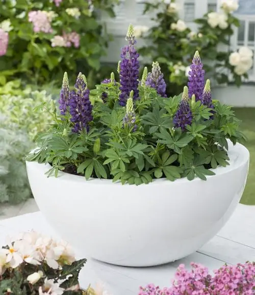 Top Flowers for Direct Sunlight