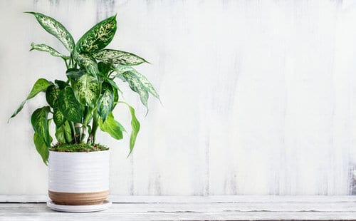 Low Maintenance Indoor Plant-Dumb Cane