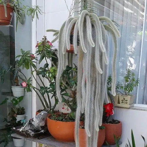 beautiful Hanging Succulents