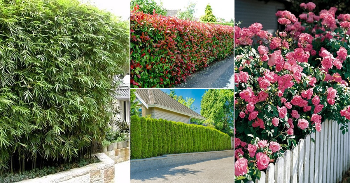 23 Plants You Can Grow Instead of a Fence for Privacy & Lush Green Look