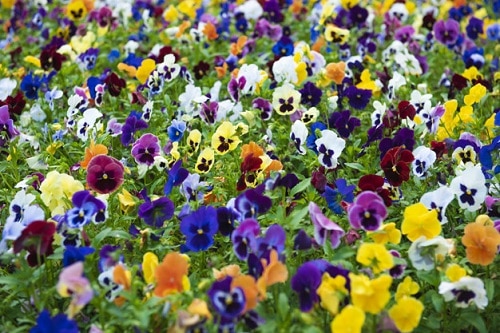 Flowering Ground Cover 23