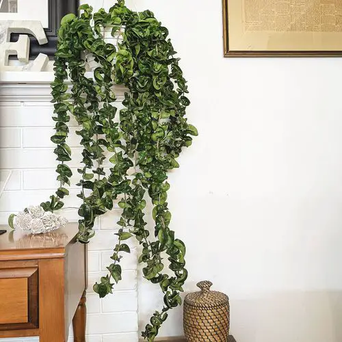 Hoya Flowering Vines