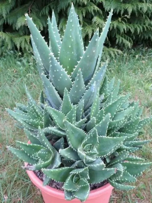 Best Blue Succulents 12