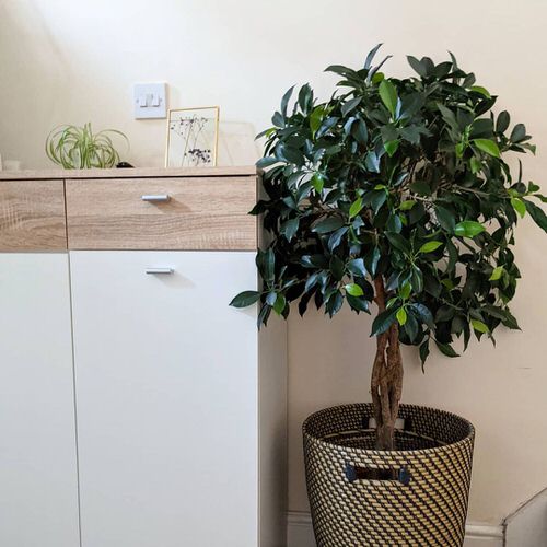Low Maintenance Indoor Plant-Weeping Wig