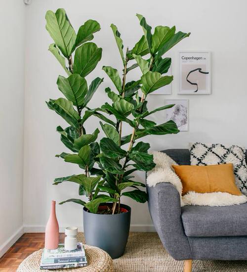 Low Maintenance Indoor Plant-12
