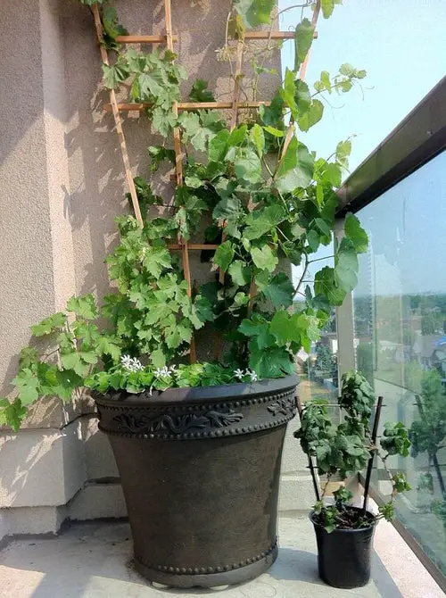 Climbing Plants for Pots 26