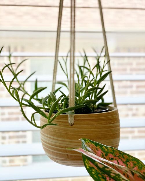 Hanging Succulents