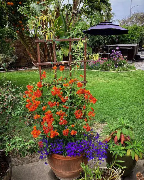 Flame Vine flowering vine