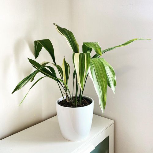 Low Maintenance Indoor Plant-Vareigated Cast Iron Plant