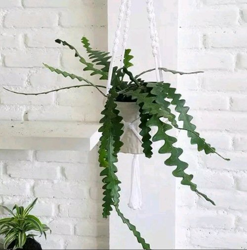 fishbone cactus Hanging Succulents 13