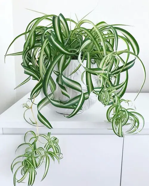 Curly Spider Plant Care