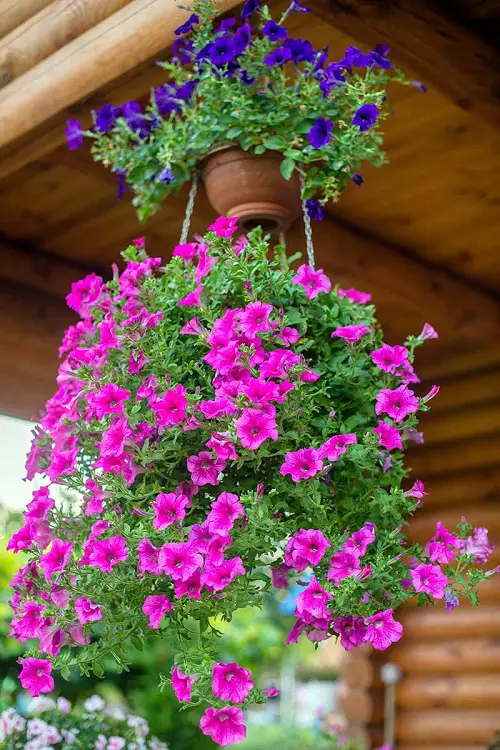Petunia in Hanging Baskets