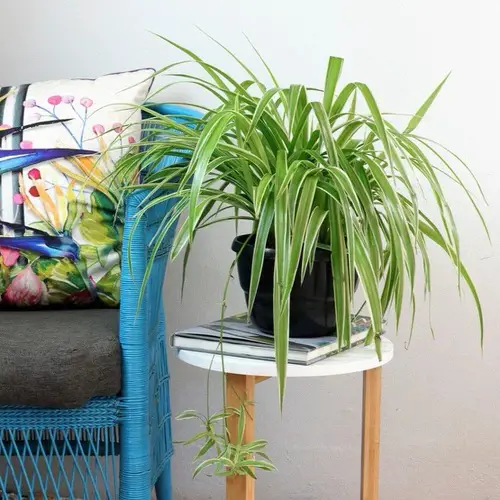 Low Maintenance Indoor Plant-Spider Plant