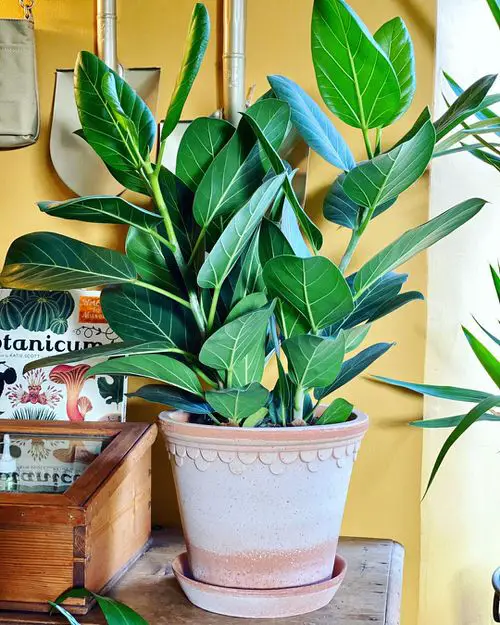 Houseplants that Look-Like Fiddle Leaf Fig 2