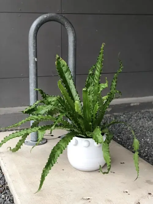 Rainforest Plants to Grow in Bathroom 9