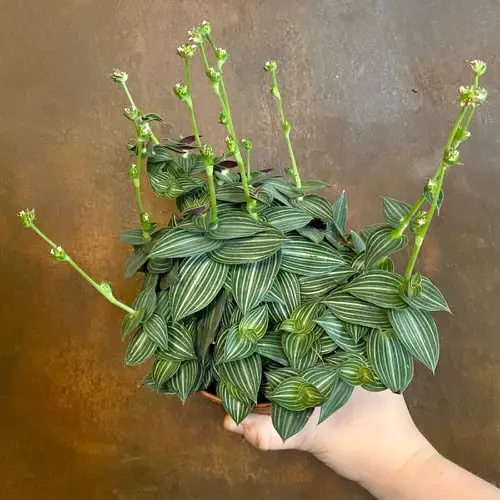 Different Types of Callisia 2