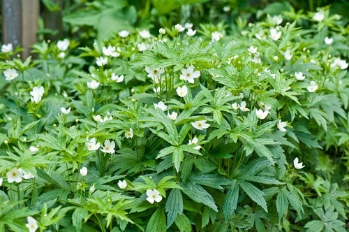 Flowering Ground Cover 21