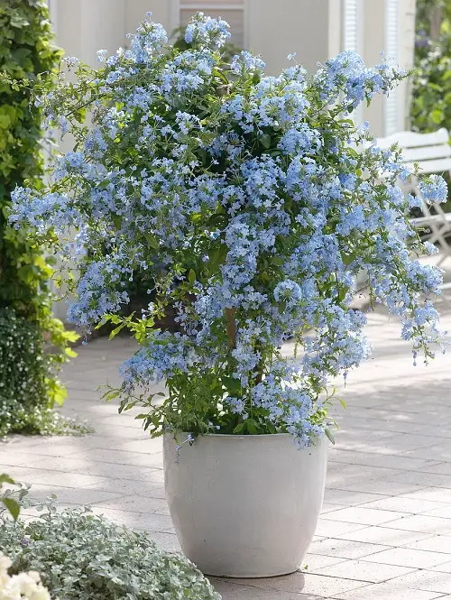 Cold Tolerant Indoor Plants