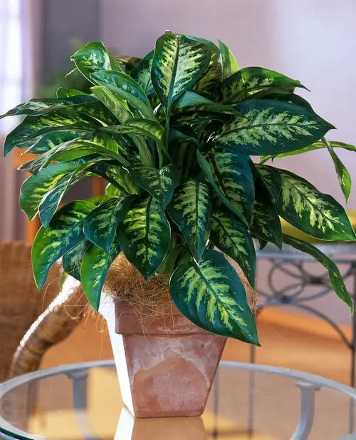 Easy-Peasy Houseplants 2